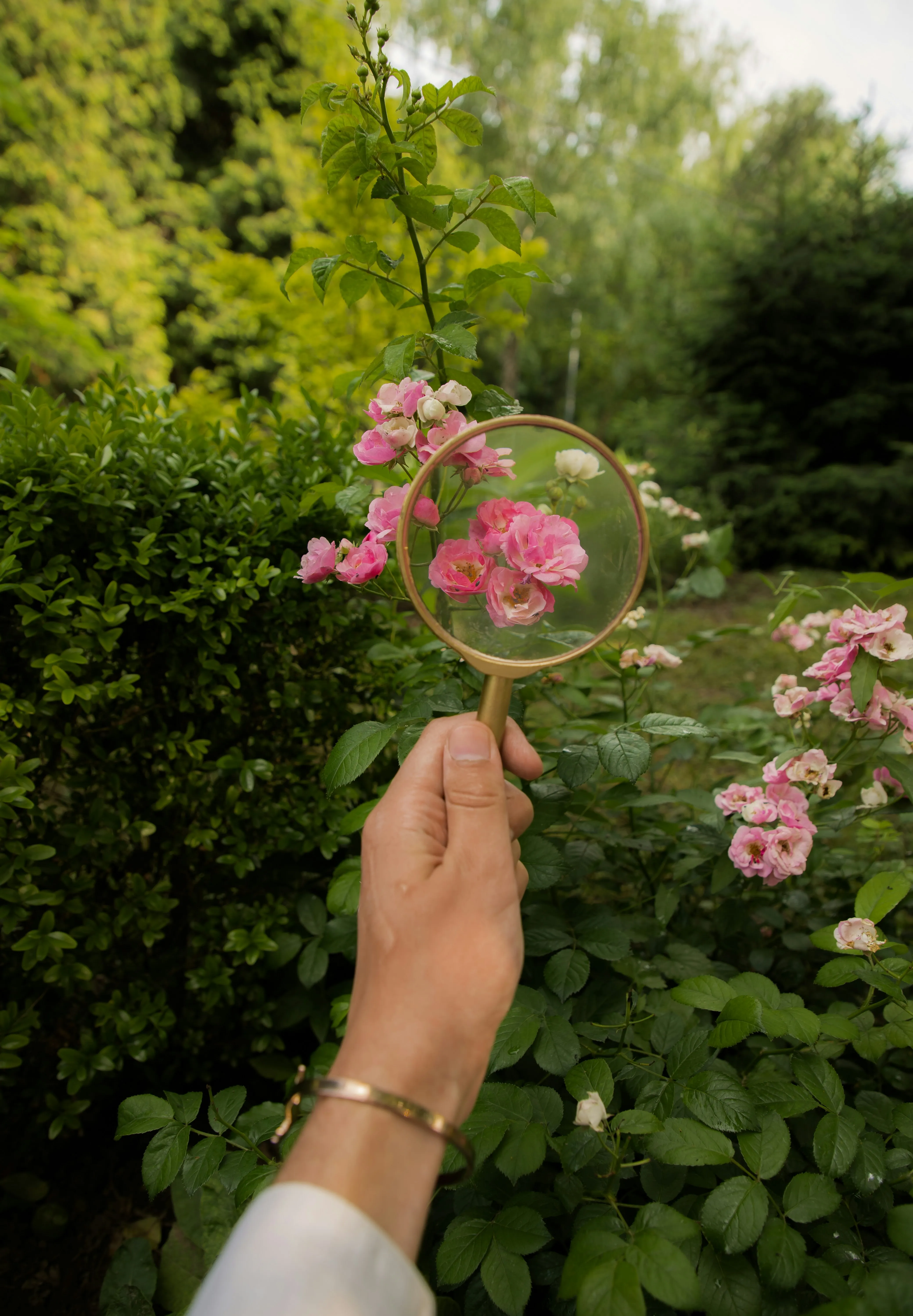 A hand holding a magnifying glass over wild roses, a metaphor for noticing and growth